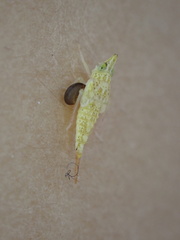 Dryinidae
