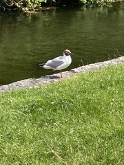 Chroicocephalus ridibundus