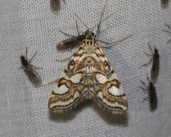 Elophila ekthlipsis