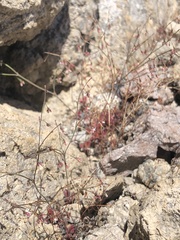 Eriogonum spergulinum