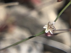 Eriogonum spergulinum