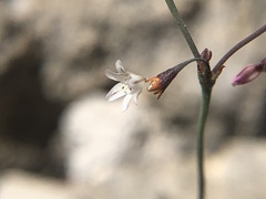 Eriogonum spergulinum