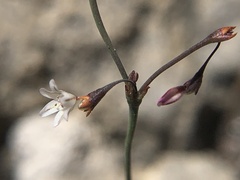 Eriogonum spergulinum