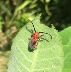 Tetraopes melanurus