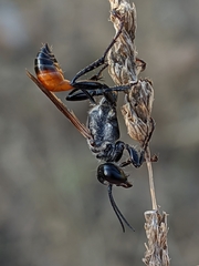 Prionyx lividocinctus