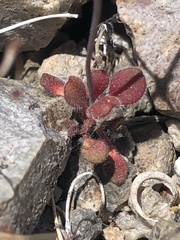 Eriogonum spergulinum
