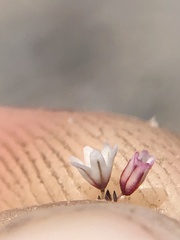 Eriogonum spergulinum