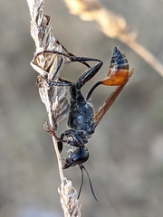 Prionyx lividocinctus