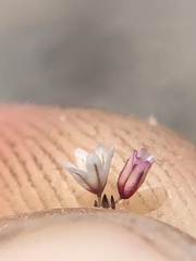 Eriogonum spergulinum
