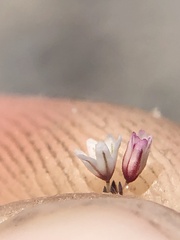 Eriogonum spergulinum