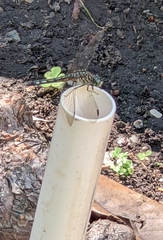 Pachydiplax longipennis