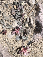 Astragalus monoensis