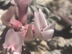 Astragalus monoensis
