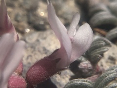 Astragalus monoensis