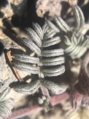 Astragalus monoensis