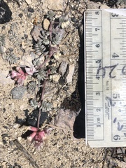 Astragalus monoensis