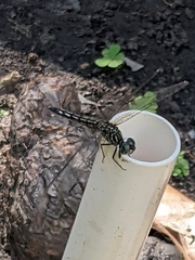 Pachydiplax longipennis