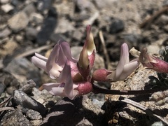 Astragalus monoensis