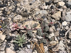 Astragalus monoensis
