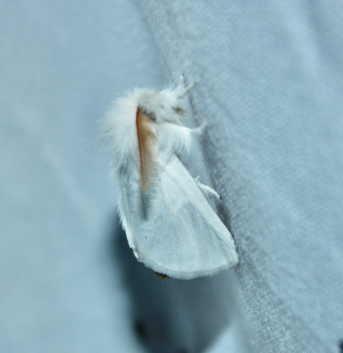 Brown-tail moth