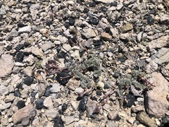 Astragalus monoensis