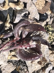 Astragalus monoensis
