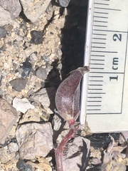 Astragalus monoensis