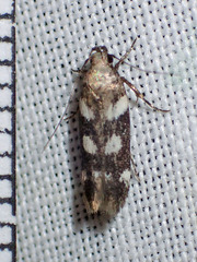 Filatima arizonella