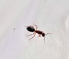 Camponotus inaequalis