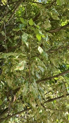 Populus × berolinensis