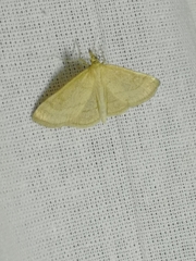 Psammotis pulveralis