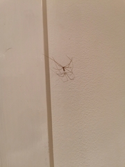 Pholcus phalangioides