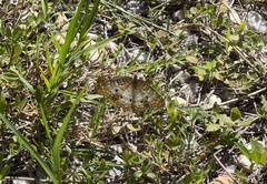 Anartia jatrophae