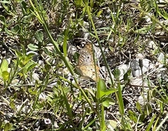 Anartia jatrophae