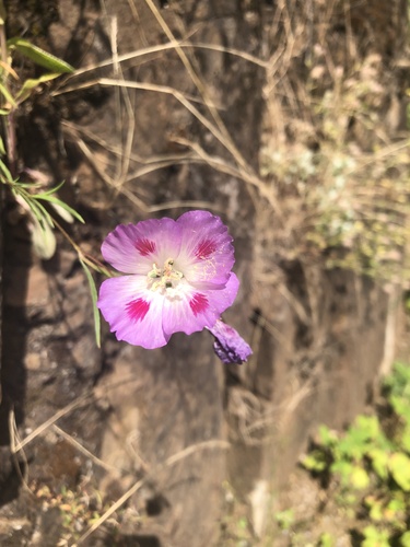 Farewell to spring (Clarkia amoena)
