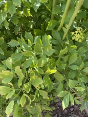 Levisticum