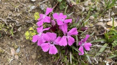 Dianthus glacialis