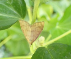 Anania crocealis