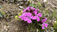 Dianthus glacialis