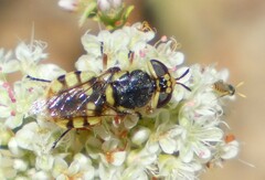 Hedriodiscus truquii