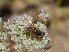 Hedriodiscus truquii