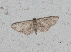 Gymnoscelis rufifasciata
