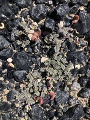 Astragalus monoensis