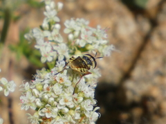 Hedriodiscus truquii
