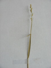 Festuca filiformis