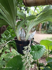 Clowesia