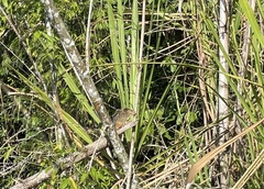 Dactylomys dactylinus