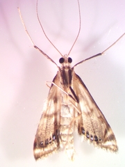 Neocataclysta magnificalis