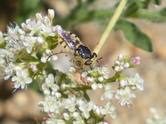 Hedriodiscus truquii