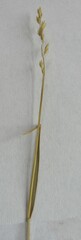 Festuca filiformis